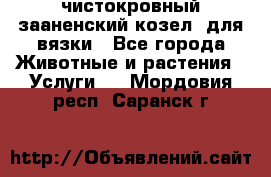 чистокровный зааненский козел  для вязки - Все города Животные и растения » Услуги   . Мордовия респ.,Саранск г.